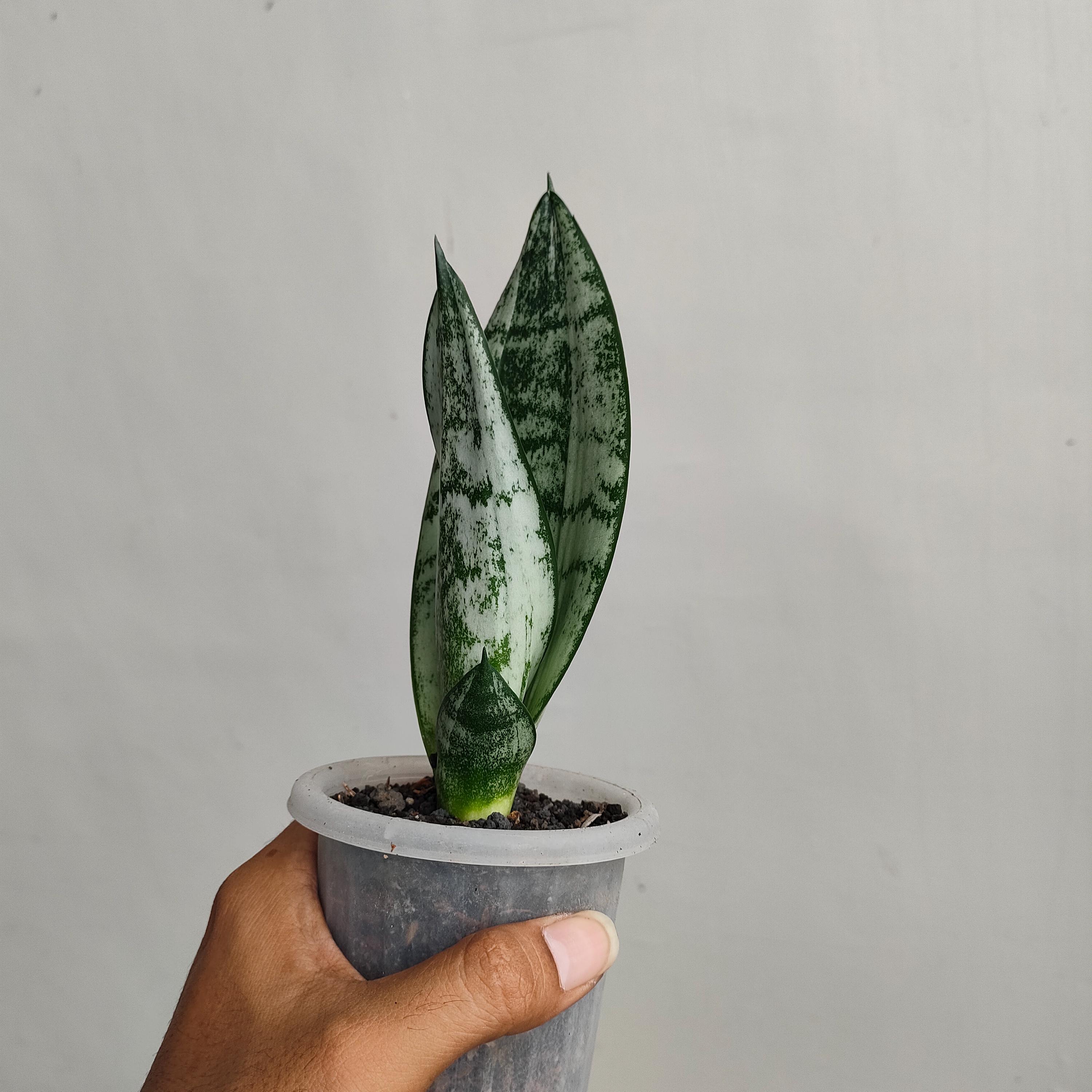 thuja smaragd groß kaufen Thuja Smaragd kaufen