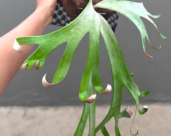 Platycerium Willinckii-rol, zeldzame exotische jungleplant