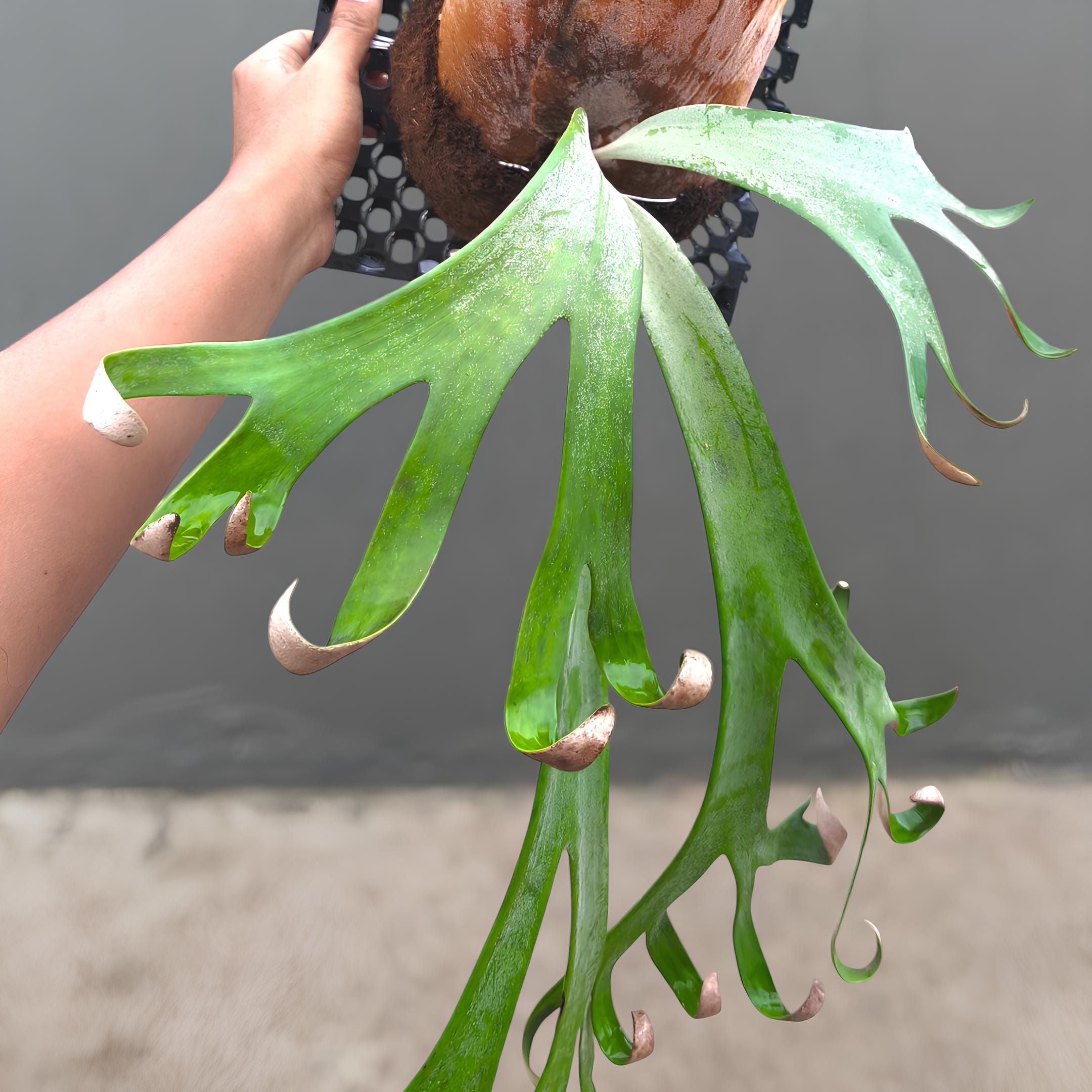 Platycerium Willinckii - Etsy