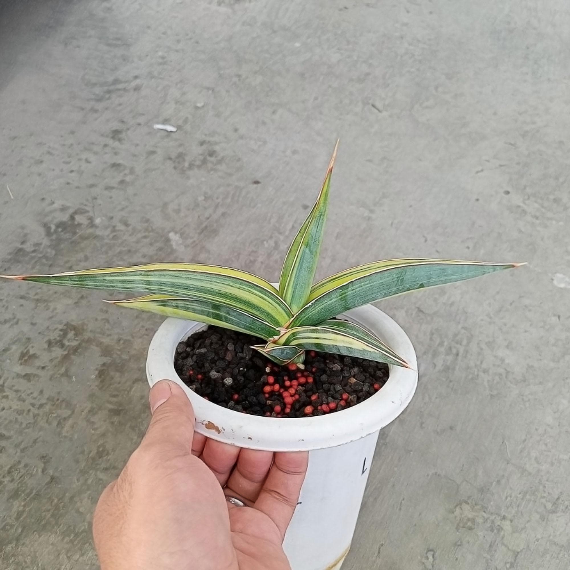 Sansevieria Johannesburg Variegated Rare Exotic Snake Plant - Etsy