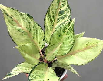 アグラオネマ ライト オブ ダイヤモンド 珍しいユニークな植物 - Etsy 日本