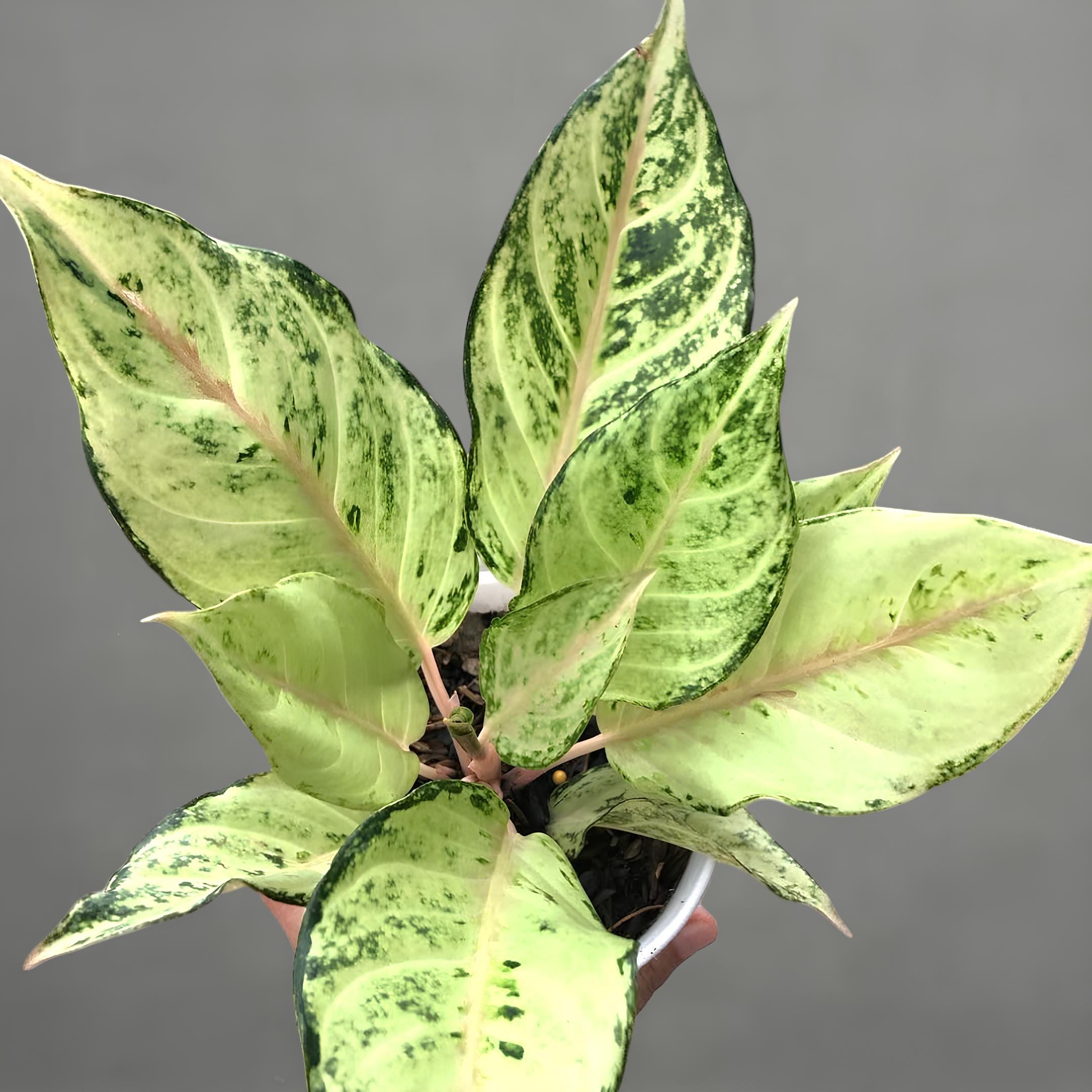 Aglaonema siam - Etsy 日本