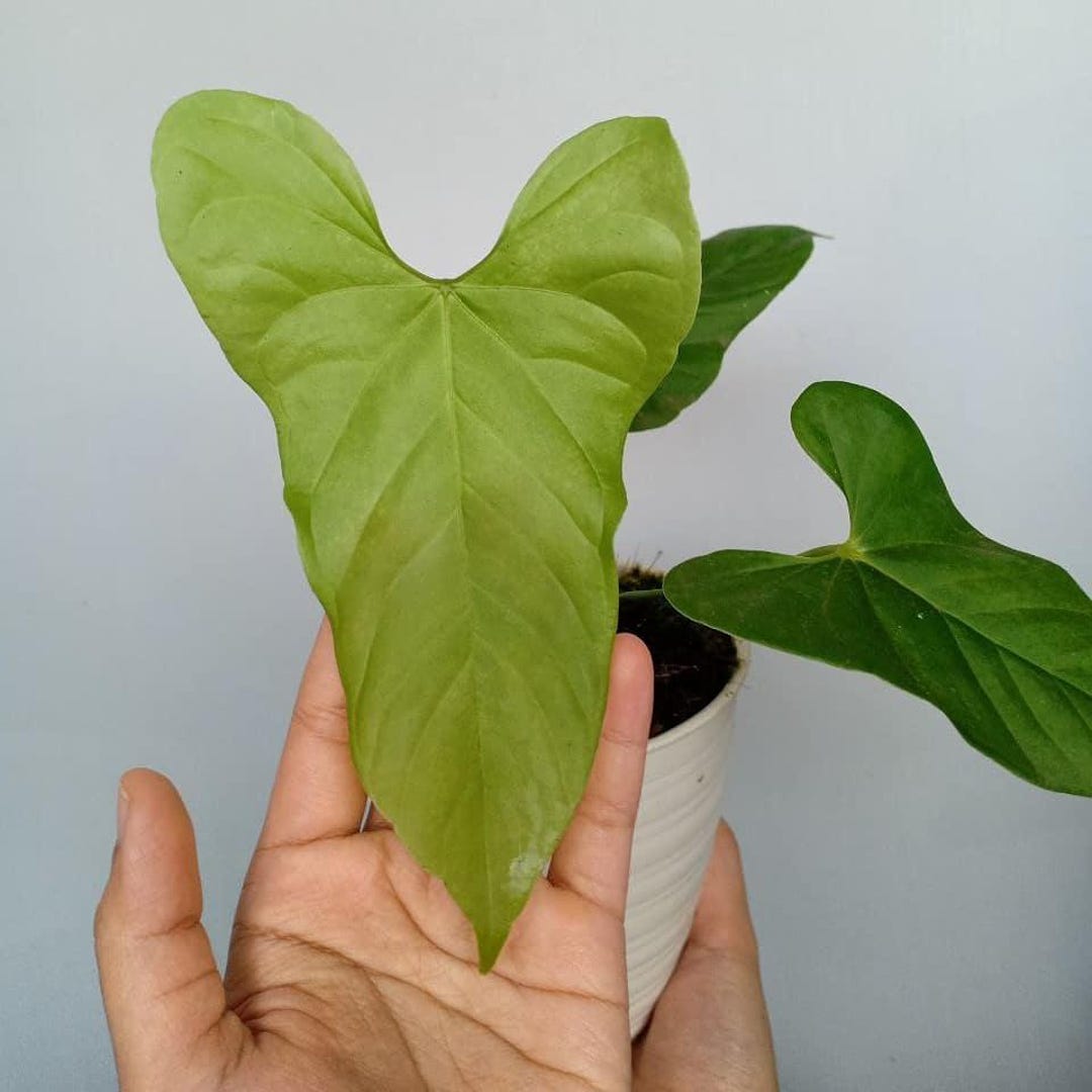 clumping philodendrons Philodendron 'Florida Beauty' • variegated clumping form • non-TC – The  Plant Plug main image 0