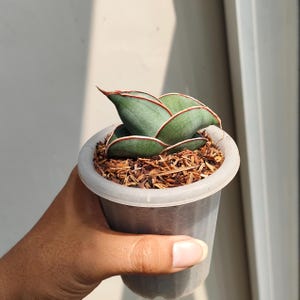 Sansevieria Banana Rare Exotic Snake Plant