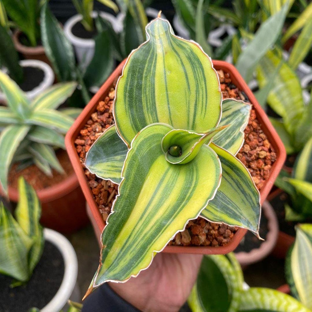 Sansevieria Kismayo Variegated Rare Exotic Snake Plant - Etsy