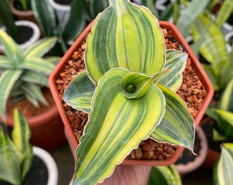 May include: A close-up of a potted Sansevieria plant, also known as a snake plant. The plant features broad, variegated leaves with a mix of green and yellow stripes, edged with white. The pot is a hexagonal shape and filled with reddish-brown soil.