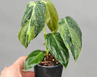 Philodendron Melanocrhysum Brokig sällsynt prydnadsväxt
