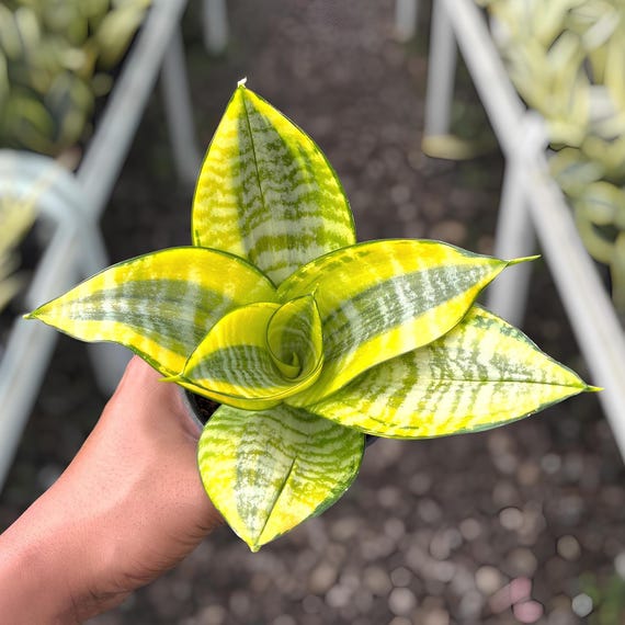 Sansevieria Hahnii Philippines Rare Exotic Snake Plant - Etsy New Zealand