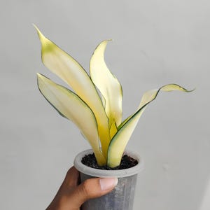 Sansevieria Golden Asahi Mutation Rare Exotic Snake Plant
