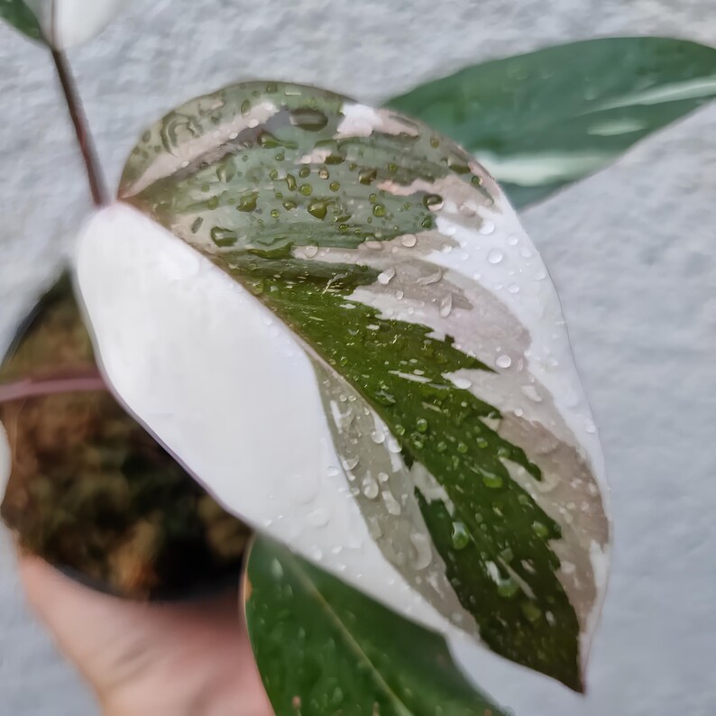 Cocoprabu Philodendron Red Anderson - Thumbnail 3