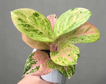 Aglaoneema Smaragd seltene Schönheit Zierpflanze
