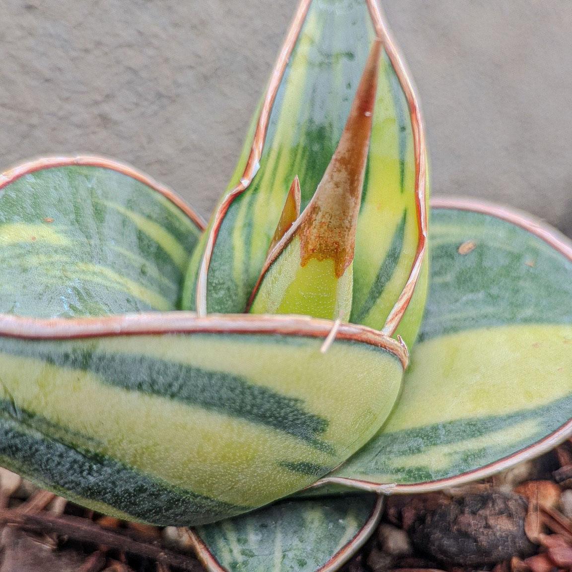 Sansevieria Pinguicula Variegated Rare Exotic Snake Plant - Etsy