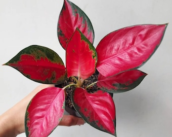 Aglaonema Suksom Jaipong Pot 4”. Unique, Variegated Leaves With a