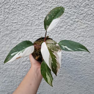 Philodendron Red Anderson Variegated Rare Ornamental Plant