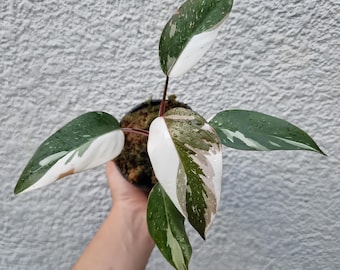 Philodendron Red Anderson Variegated Rare Ornamental Plant