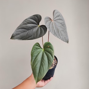 Anthurium Modeanum Rare Exotic Ornamental Plant