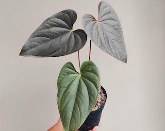 Rvdp X Sp. Nov Df Anthurium — Seedlings - Etsy