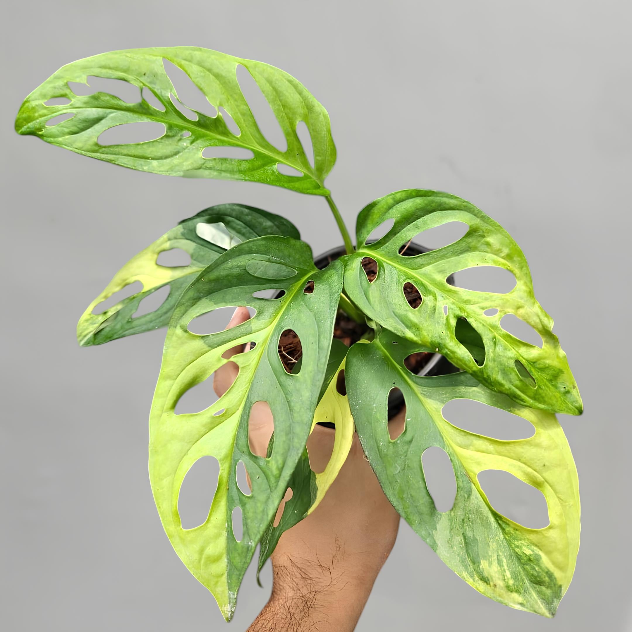 モンステラ デリシオーサ レモンライム 