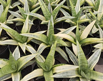 sansevieria star Snake Plant Forest Star 'Sansevieria trifasciata hahnii' main image 0