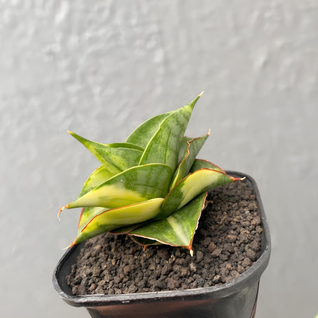 Sansevieria Hybrid Vienna Variegated Rare Exotic Snake Plant - Etsy