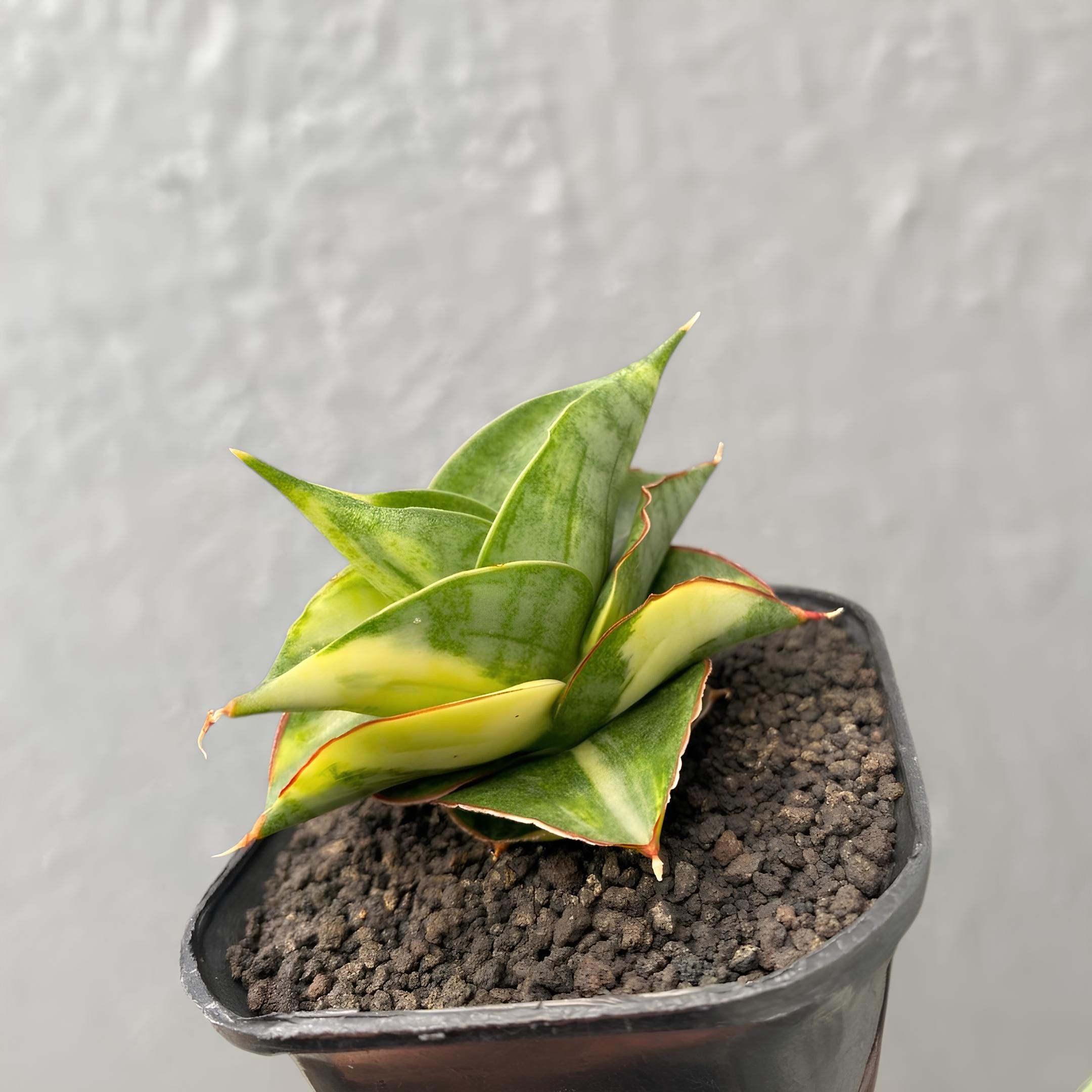 Sansevieria Hybrid Vienna Variegated Rare Exotic Snake Plant - Etsy