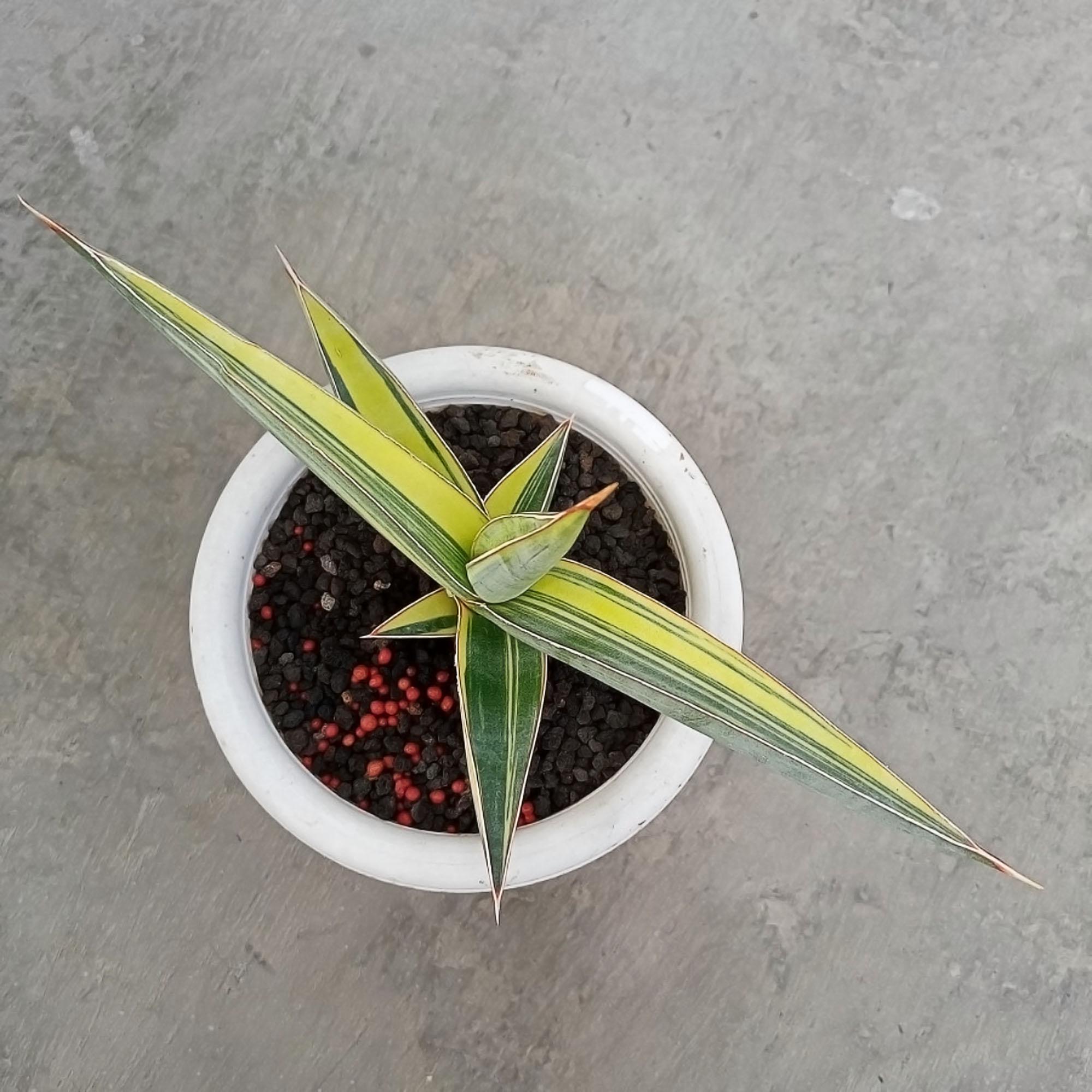 Sansevieria Johannesburg Variegated Rare Exotic Snake Plant - Etsy