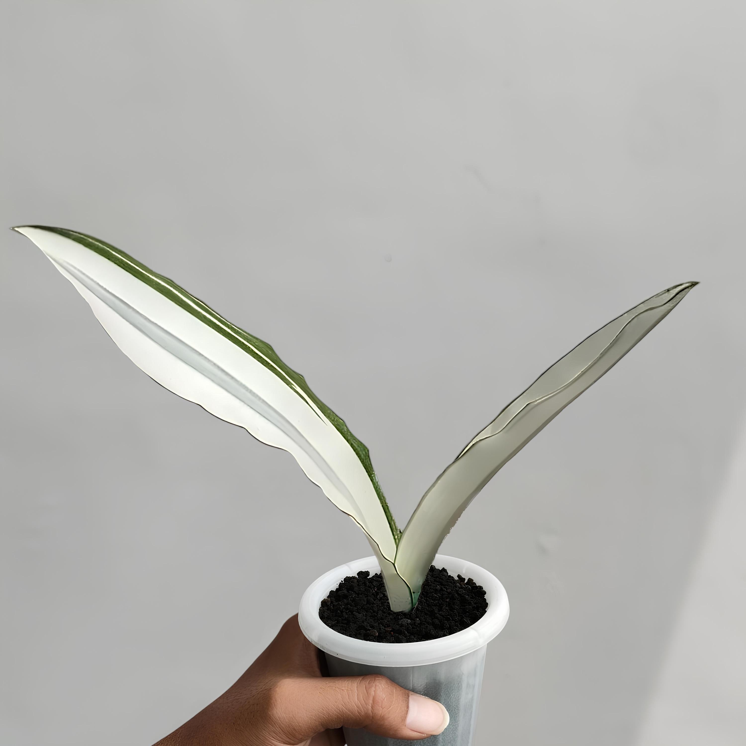 蓮*子様 サンスベリア　ビューティークイーン 選抜美株 希少 サンスベリアビューティークイーン 中株 レア 鉢