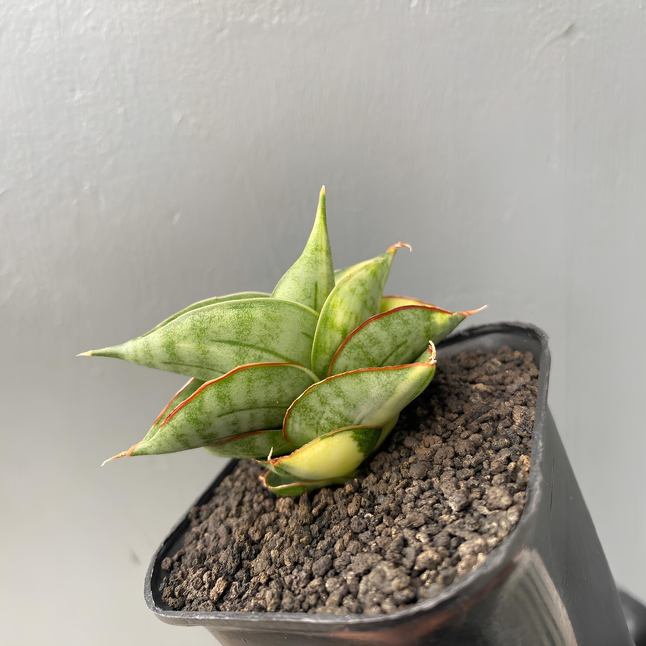 Sansevieria Hybrid Vienna Variegated Rare Exotic Snake Plant - Etsy