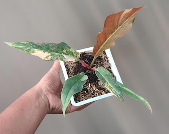 Planta de inicio abigarrada de filodendro caramelo mármol