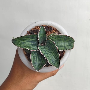 Sansevieria Cleopatra Rare Exotic Snake Plant