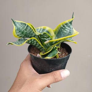 Sansevieria Twisted Sister - Etsy