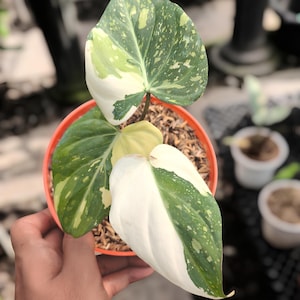 Philodendron Gloriousum Tricolor Variegado Planta Rara