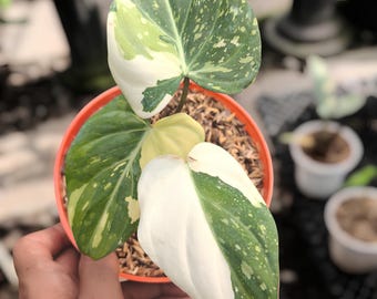 Philodendron Gloriousum Tricolor Brokig Sällsynt Växt