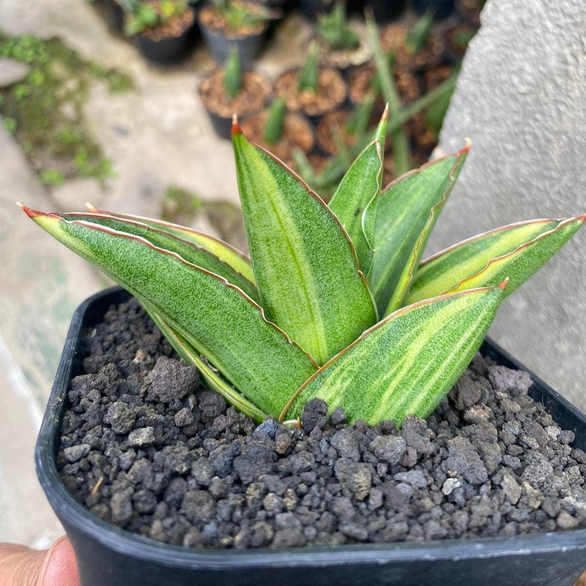 Zenzi plants - Etsy 日本