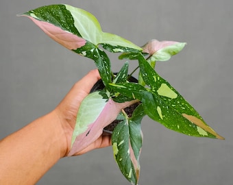 (レア)シンゴニウム・コンフェッティ・トリコロール&レッドスポット トリコロール シンゴニウム レッドスポット トリコロール 米国販売業者 - Etsy 日本