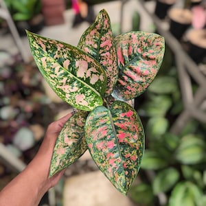 Aglaonema Ruby Compacta Vacker prydnadsväxt