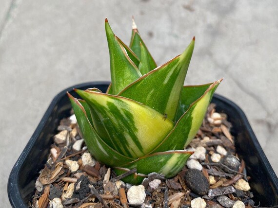 Sansevieria Hybrid Tower Variegated Rare Exotic Snake Plant - Etsy