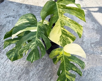 May include: A close-up of a variegated Monstera plant with large, split leaves. The leaves display a mix of green, white, and yellow variegation. The plant is in a black pot, set against a concrete surface.