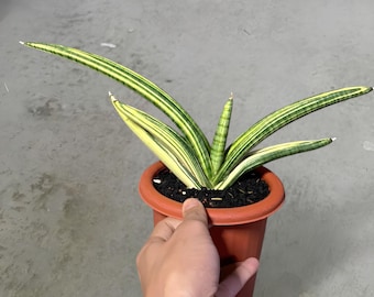 Sansevieria Personii Variegated Rare Exotic Snake Plant - Etsy
