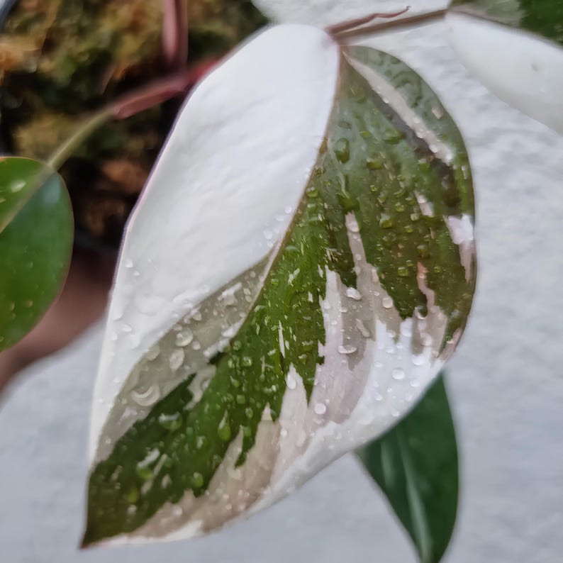 Cocoprabu Philodendron Red Anderson - Thumbnail 4