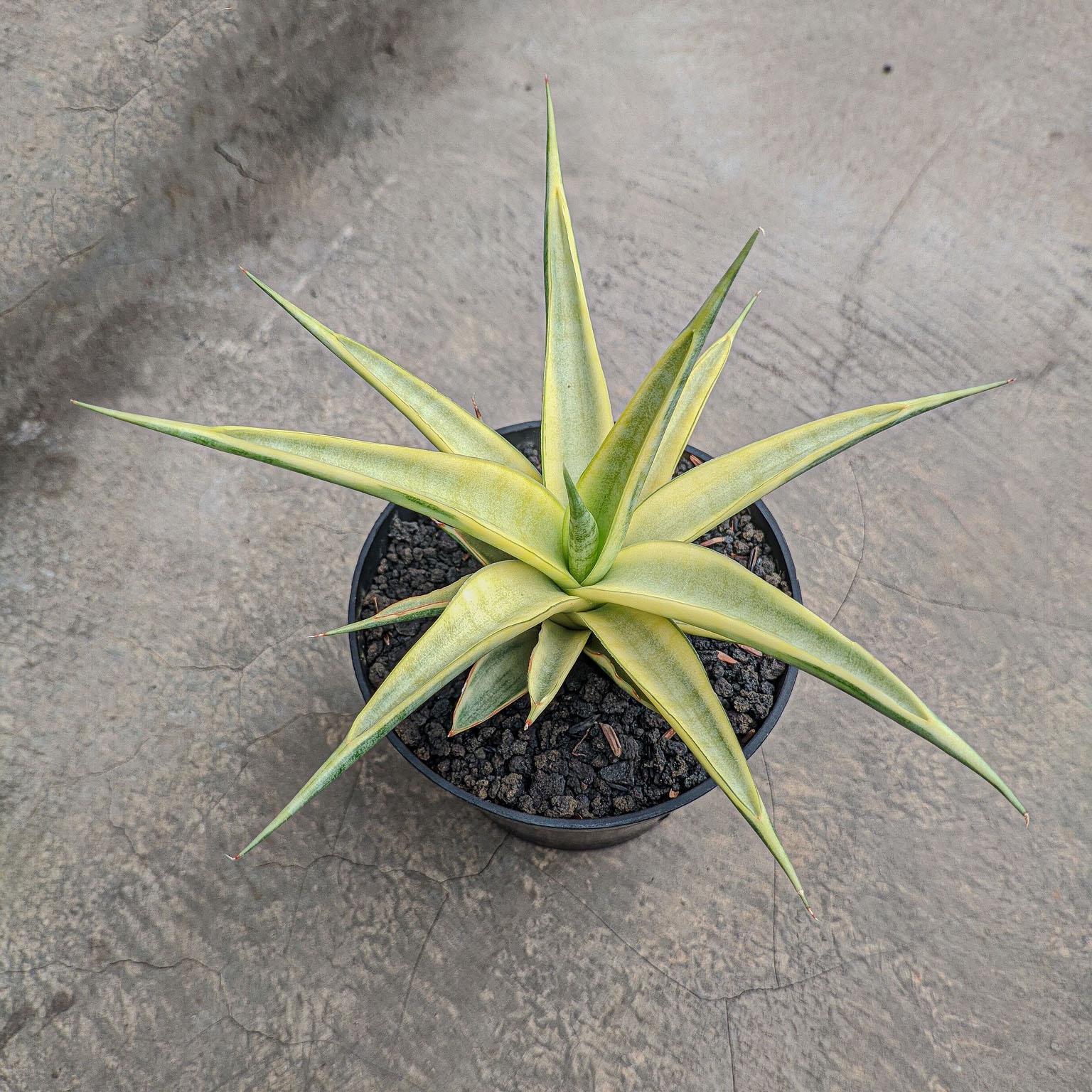 rhododendron mit kompost dngen Rhododendron Dnger flssig 500ml - 10 L
