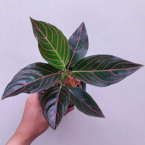 Aglaonema rotundum - Etsy 日本