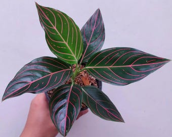 Aglaonema Black Sumatra: Colorful Accent Plant - 4