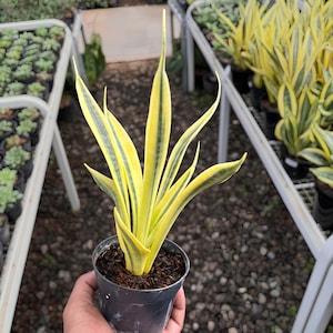 Sansevieria yellow - Etsy.de