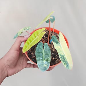 Planta inicial rara variegada de Philodendron Billietiae