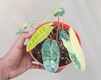 pink princess marble philodendron Philodendron 'Pink Princess' | Indoor Plant | Tropical Plant
