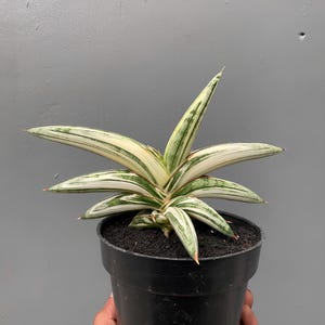 Sansevieria Blue Clone Variegated Rare Exotic Snake Plant
