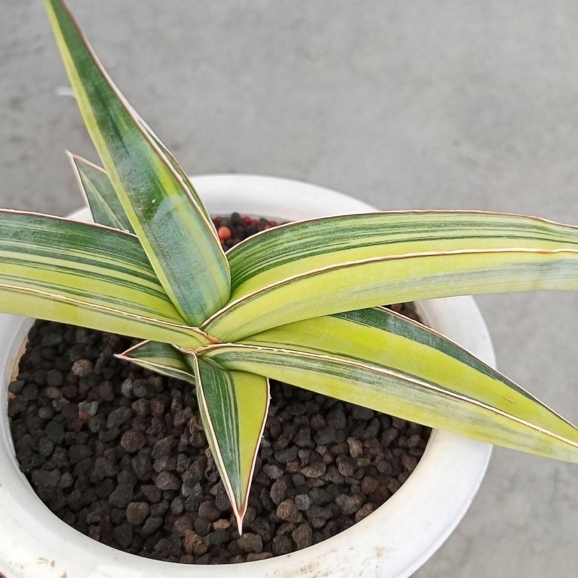 Sansevieria Johannesburg Variegated Rare Exotic Snake Plant - Etsy