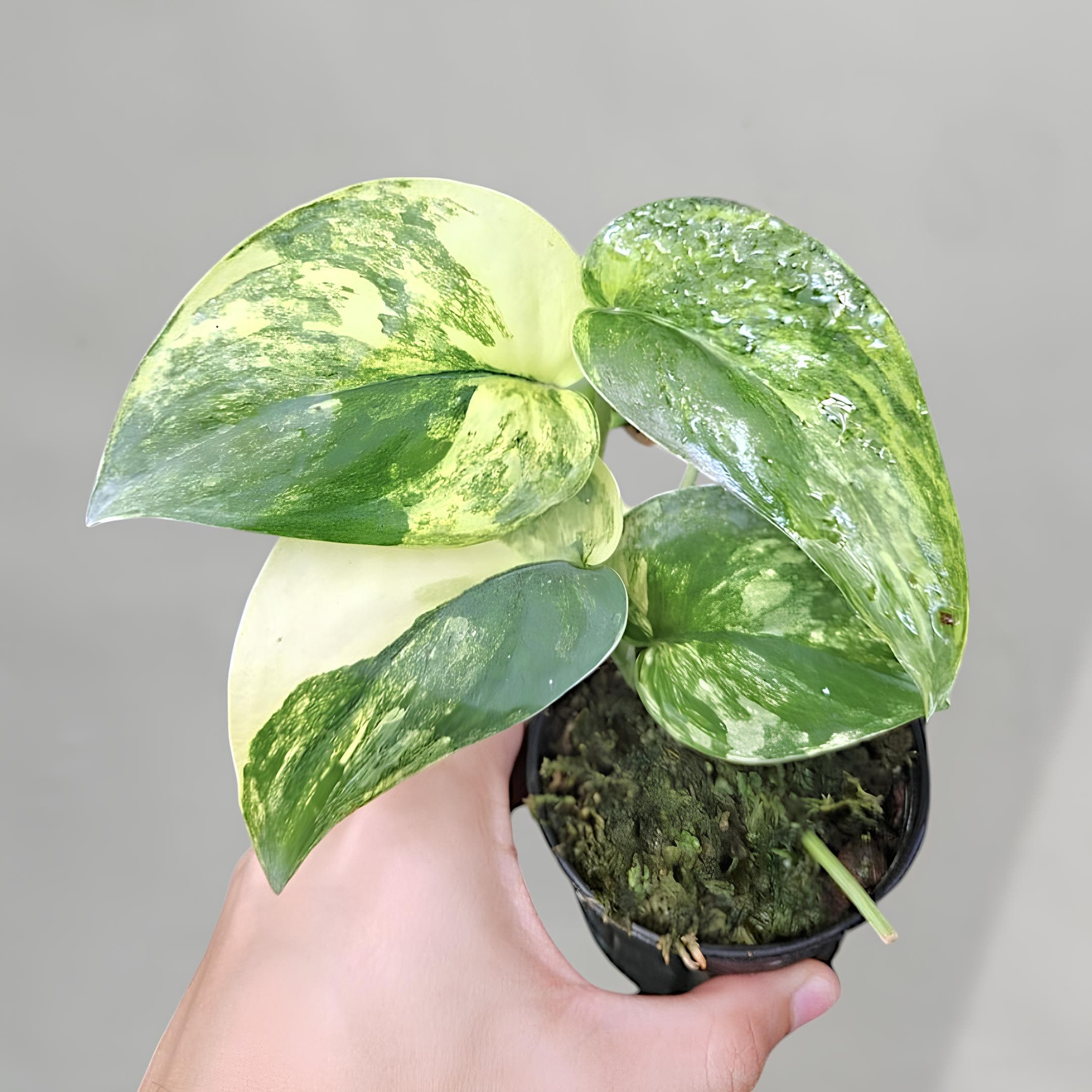 Rare scindapsus - Etsy 日本