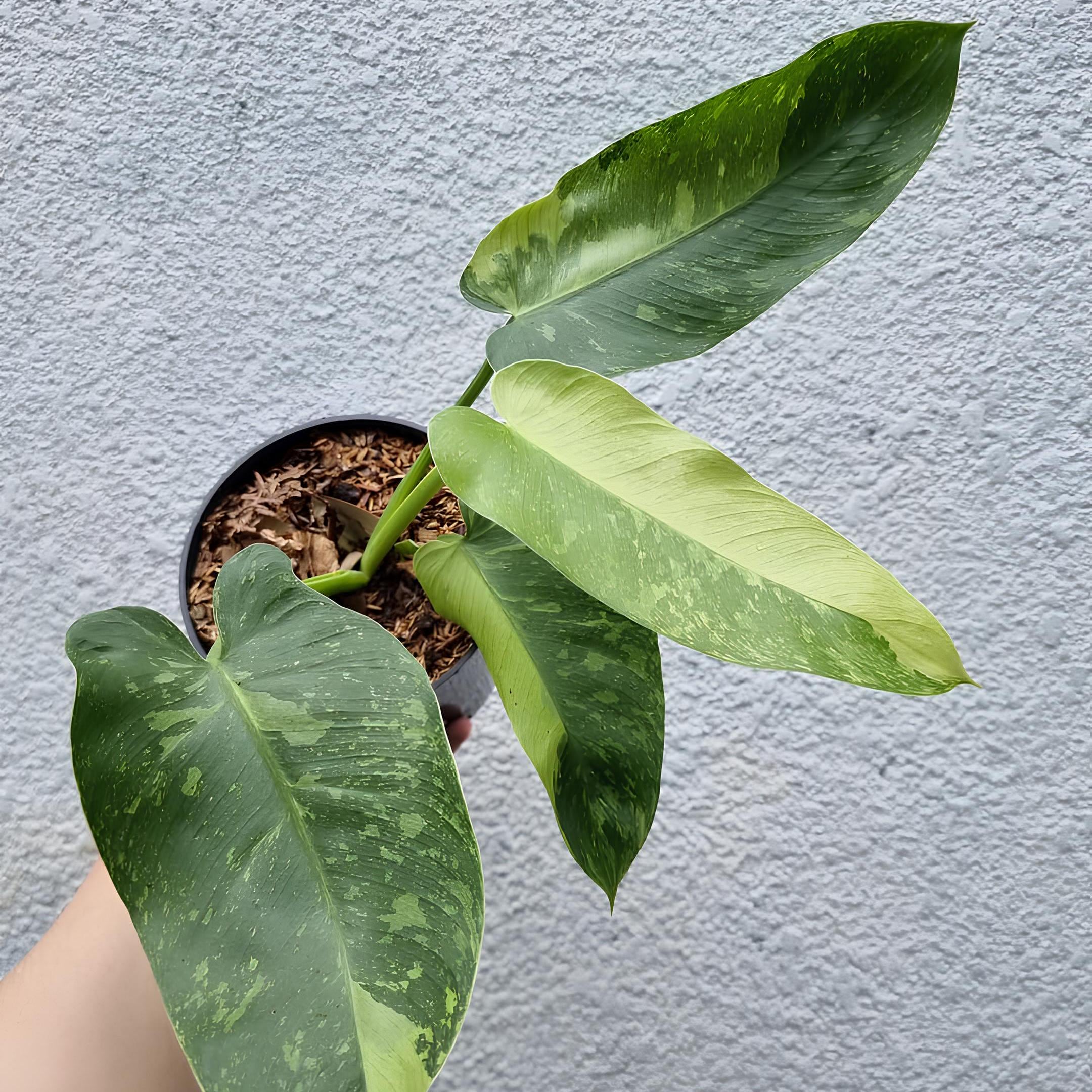 Variegated philodendron giganteum - Etsy 日本